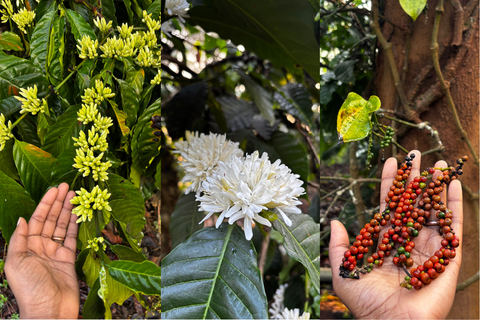 A journey into Coorg’s coffee estates, where a 9-day bloom creates one of the rarest honeys we’ve ever tasted.