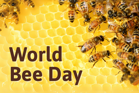 No Bees, No Food: The Urgent Need To Save Pollinators