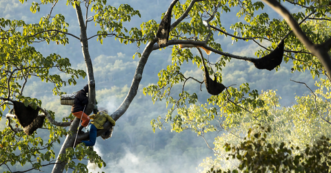 wild honey sourced by tribal gatherers from deep forest bee hives