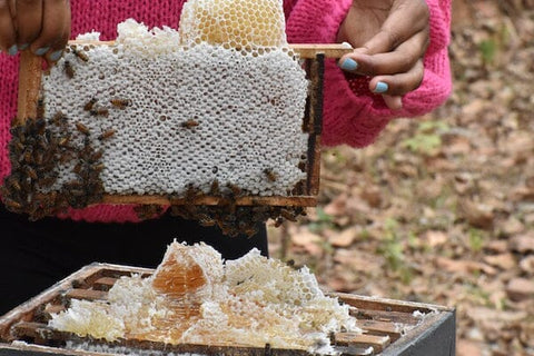 Tropical Blossom Honey sourcing Honey and Spice