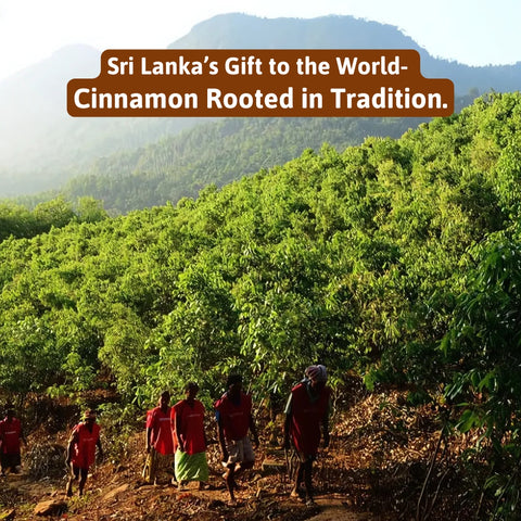 Cinnamon farmers in Sri Lanka walking through lush green plantations with mountains in the background.