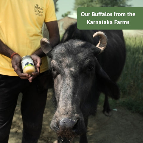 Buffalo Ghee