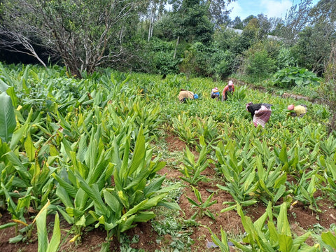Lakadong Turmeric Powder 75GM