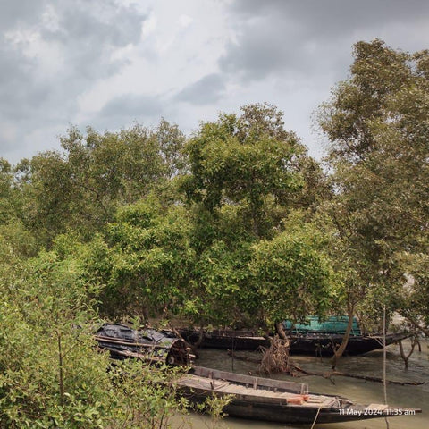 Lush Sundarbans forest – home to wild bees that produce Mangrove Honey