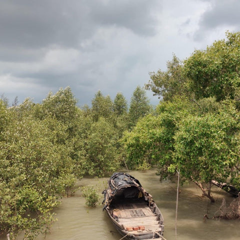 Mangrove forest in Sundarbans, India – natural habitat where Mangrove Honey is harvested