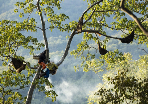 honey harvesting image by tribal villagers