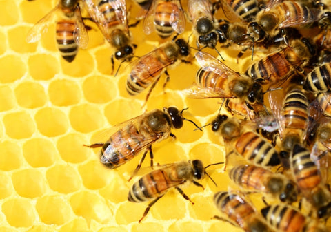 Sustainable living and Honeybees !