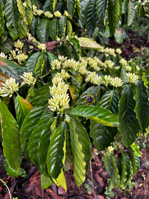 Chikmagalur Filter Coffee