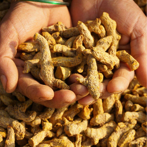 Turmeric from Bandipur